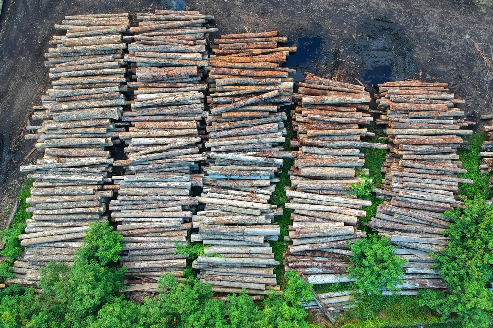 Stacks of logs from logging